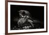 Nightjar on Ground, Woodland, Spain (Caprimulgus Europaeus)-null-Framed Photographic Print