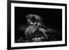 Nightjar on Ground, Woodland, Spain (Caprimulgus Europaeus)-null-Framed Photographic Print