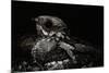 Nightjar on Ground, Woodland, Spain (Caprimulgus Europaeus)-null-Mounted Photographic Print