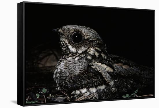 Nightjar on Ground, Woodland, Spain (Caprimulgus Europaeus)-null-Framed Stretched Canvas