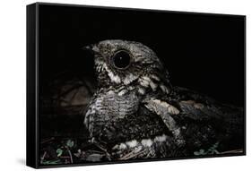 Nightjar on Ground, Woodland, Spain (Caprimulgus Europaeus)-null-Framed Stretched Canvas