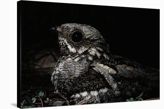 Nightjar on Ground, Woodland, Spain (Caprimulgus Europaeus)-null-Stretched Canvas