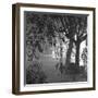 Nightshoot of Park with Trees, London, c.1940-John Gay-Framed Giclee Print