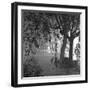 Nightshoot of Park with Trees, London, c.1940-John Gay-Framed Giclee Print