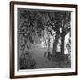 Nightshoot of Park with Trees, London, c.1940-John Gay-Framed Giclee Print