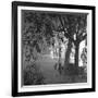 Nightshoot of Park with Trees, London, c.1940-John Gay-Framed Giclee Print