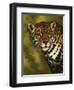 Nightwatch-Barbara Keith-Framed Premium Giclee Print