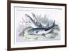 Nigre-Toeniatas and Chalceus-Robert Hermann Schomburgk-Framed Art Print