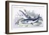 Nigre-Toeniatas and Chalceus-Robert Hermann Schomburgk-Framed Art Print