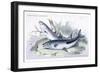 Nigre-Toeniatas and Chalceus-Robert Hermann Schomburgk-Framed Art Print