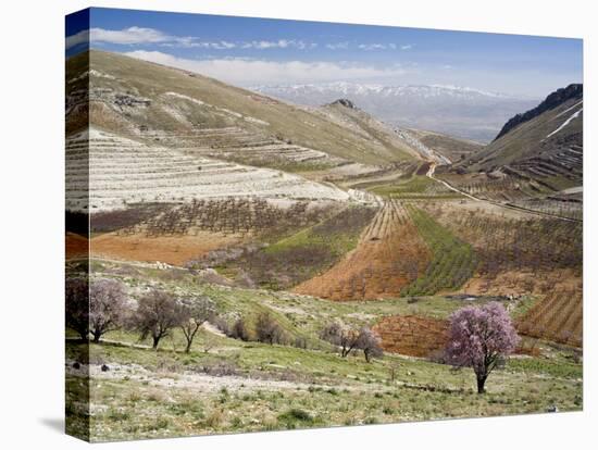 Niha, Bekaa Valley, Lebanon-Ivan Vdovin-Stretched Canvas