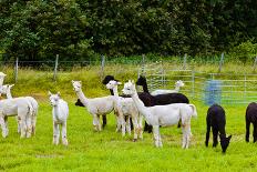 Llamas on Farm in Norway - Animal Nature Background-Nik_Sorokin-Photographic Print