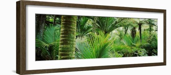 Nikau Palm Trees in a Forest, Kohaihai River, Oparara Basin Arches, Karamea, South Island-null-Framed Photographic Print