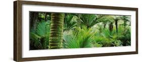 Nikau Palm Trees in a Forest, Kohaihai River, Oparara Basin Arches, Karamea, South Island-null-Framed Photographic Print