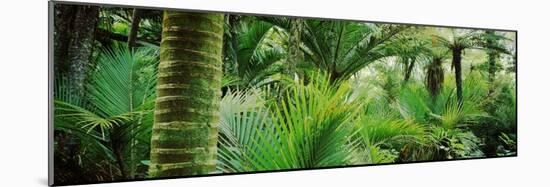 Nikau Palm Trees in a Forest, Kohaihai River, Oparara Basin Arches, Karamea, South Island-null-Mounted Photographic Print