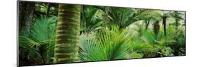 Nikau Palm Trees in a Forest, Kohaihai River, Oparara Basin Arches, Karamea, South Island-null-Mounted Photographic Print