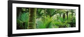 Nikau Palm Trees in a Forest, Kohaihai River, Oparara Basin Arches, Karamea, South Island-null-Framed Photographic Print