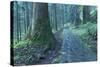 Nikko Pathway-Yury Zap-Stretched Canvas