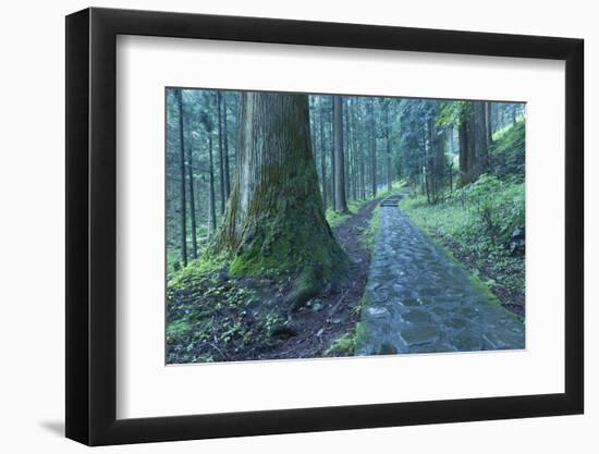 Nikko Pathway-Yury Zap-Framed Photographic Print