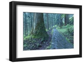 Nikko Pathway-Yury Zap-Framed Photographic Print