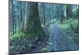 Nikko Pathway-Yury Zap-Mounted Photographic Print