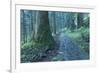 Nikko Pathway-Yury Zap-Framed Photographic Print