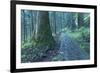 Nikko Pathway-Yury Zap-Framed Photographic Print