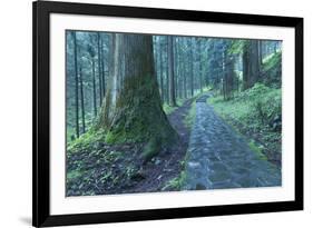 Nikko Pathway-Yury Zap-Framed Photographic Print