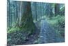 Nikko Pathway-Yury Zap-Mounted Photographic Print