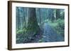 Nikko Pathway-Yury Zap-Framed Photographic Print