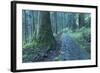 Nikko Pathway-Yury Zap-Framed Photographic Print