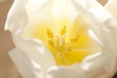 Bee, Blossoms, Medium Close-Up-Nikky Maier-Photographic Print
