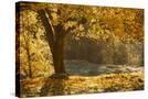 Stretched Canvas