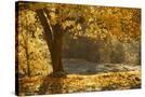 Stretched Canvas