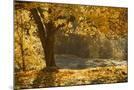 Wood Mount