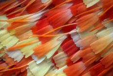 Wing Scales of a Moth Scoliopteryx at 40X Magnification. Focus Stacked Image.-Nikola Rahme-Photographic Print