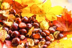 Autumn Chestnuts on Autumn Leaves-Nikolay Etsyukevich-Photographic Print