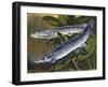 Nile Bichir (Polypterus Bichir), Polypteridae, Drawing-null-Framed Giclee Print