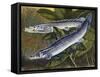 Nile Bichir (Polypterus Bichir), Polypteridae, Drawing-null-Framed Stretched Canvas