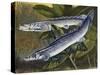 Nile Bichir (Polypterus Bichir), Polypteridae, Drawing-null-Stretched Canvas