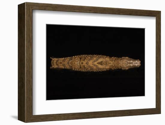 Nile crocodile at night, Zimanga private game reserve, KwaZulu-Natal, South Africa.-Ann & Steve Toon-Framed Photographic Print