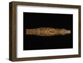 Nile crocodile at night, Zimanga private game reserve, KwaZulu-Natal, South Africa.-Ann & Steve Toon-Framed Photographic Print