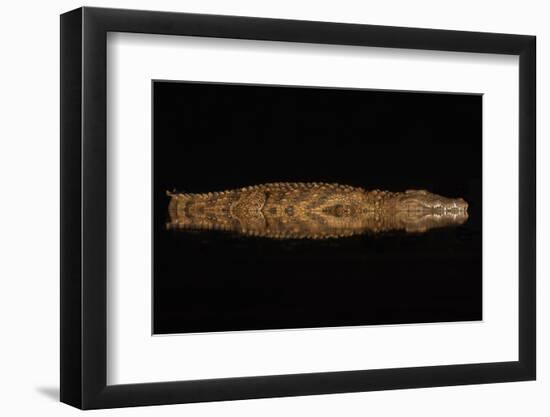 Nile crocodile at night, Zimanga private game reserve, KwaZulu-Natal, South Africa.-Ann & Steve Toon-Framed Photographic Print