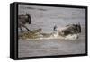 Nile Crocodile Attacking Wildebeest Migrating across Mara River-null-Framed Stretched Canvas