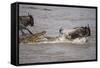 Nile Crocodile Attacking Wildebeest Migrating across Mara River-null-Framed Stretched Canvas