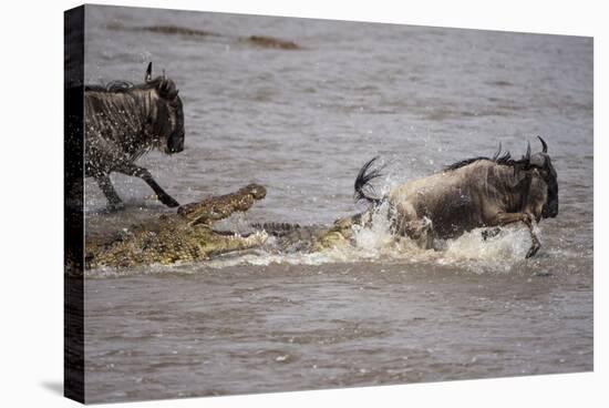 Nile Crocodile Attacking Wildebeest Migrating across Mara River-null-Stretched Canvas