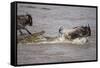 Nile Crocodile Attacking Wildebeest Migrating across Mara River-null-Framed Stretched Canvas