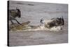 Nile Crocodile Attacking Wildebeest Migrating across Mara River-null-Stretched Canvas