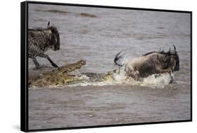 Nile Crocodile Attacking Wildebeest Migrating across Mara River-null-Framed Stretched Canvas