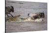 Nile Crocodile Attacking Wildebeest Migrating across Mara River-null-Stretched Canvas